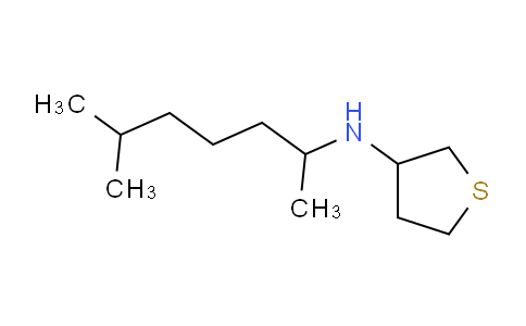 CAS No. 1042605-87-7, N-(6-methylheptan-2-yl)thiolan-3-amine